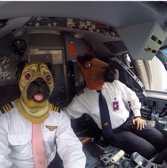 Лошадка самолеты. Собака пилот. Собака летчик. Прикольный пилот. Костюм пилота для собаки.