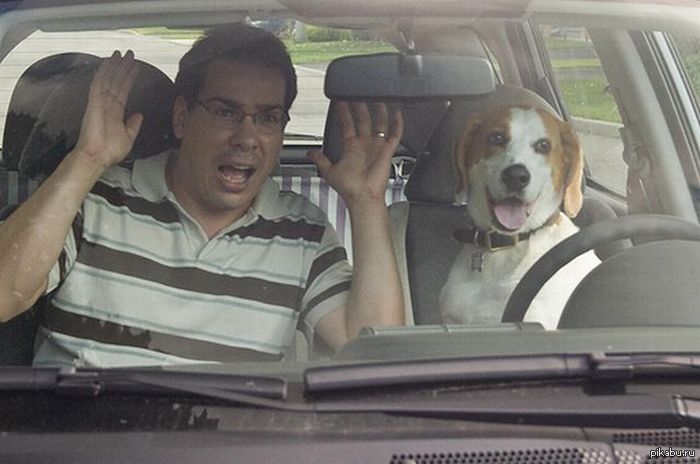 Пес и человек 2. Собака за рулем. Пес за рулем. Собака в машине с хозяиным. Парень в машине с собакой.