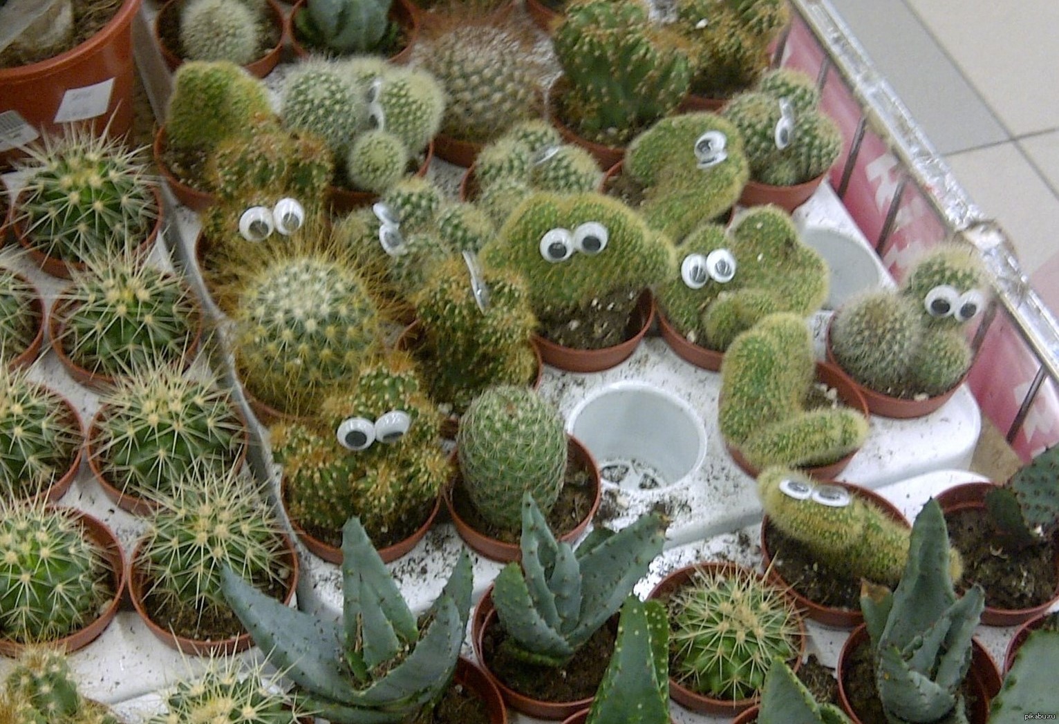 They are watching us - Cactus, Eyes, Caravan, Supermarket, Kharkov