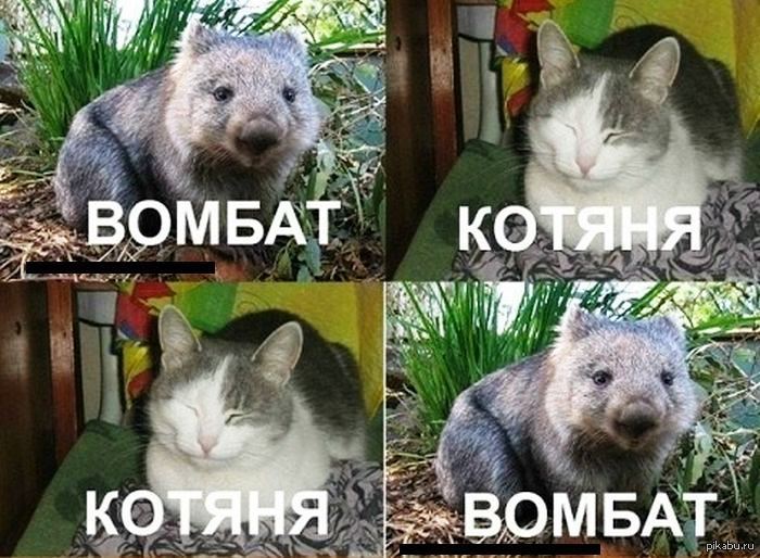 Вомбат, котяня=) | Пикабу