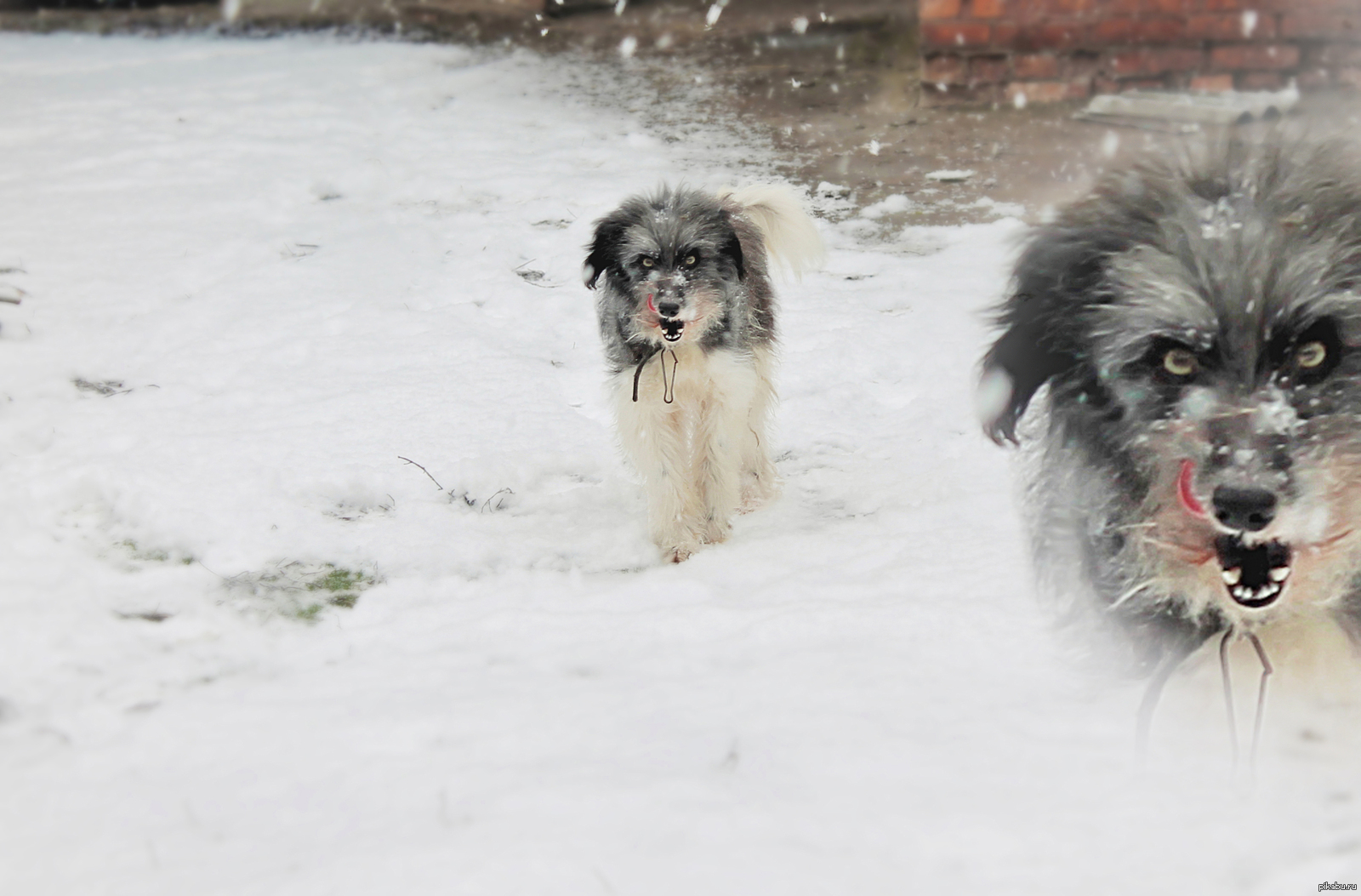Тот момент, когда пес сорвался с цепи и все еще помнит, как я его ...