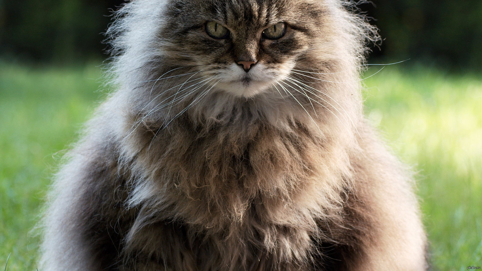 Включи пушистый рай. Сибирская длинношерстная. Сибирский длинношерстный кот. Сибирская длинношерстная кошка европейская. Американский бобтейл пушистый серый.