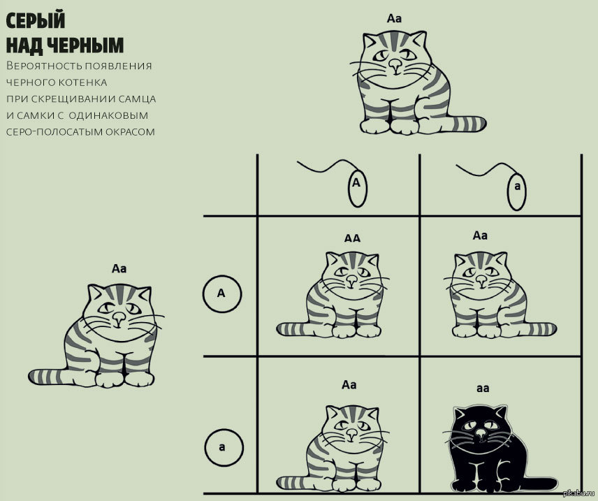 черепаховая окраска кошек генетика. черный кот генотип. генетика кошек. наследование окраски шерсти у кошек таблица. наследование окраски у кошек.