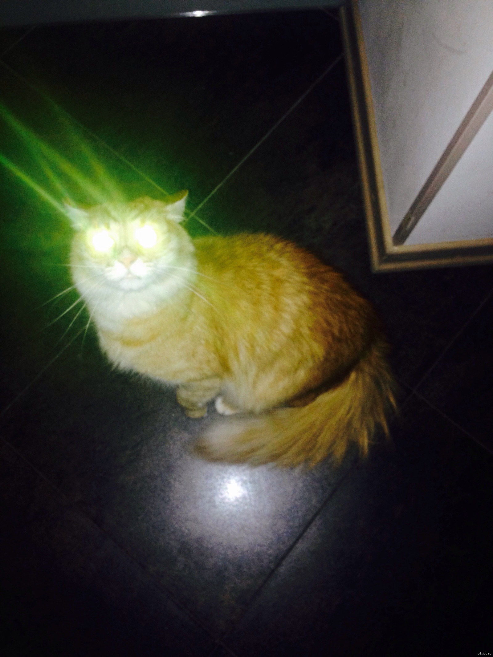Котосветофор) | Пикабу