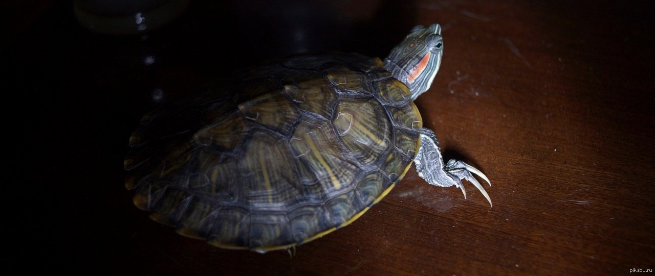 Отдаю красноухую черепаху в Москве | Пикабу