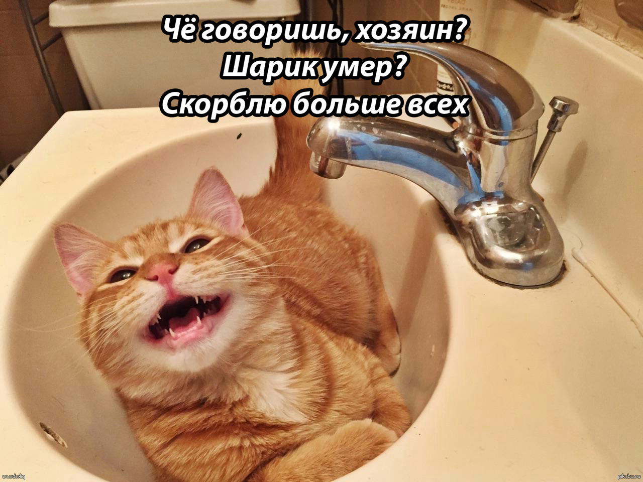 Включи теплый. Нет воды. Кот и кран. Нет воды котик. Рыжий кот в раковине.