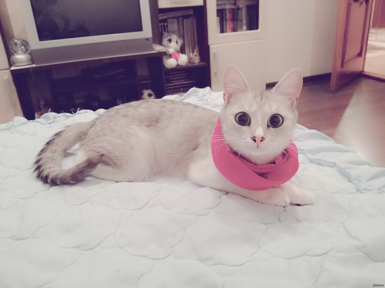 Кошка розовая глаза. Розовый котик. Кошка с розовыми глазами. Коты с розовыми глазами. Розовую кошку с большими глазами.