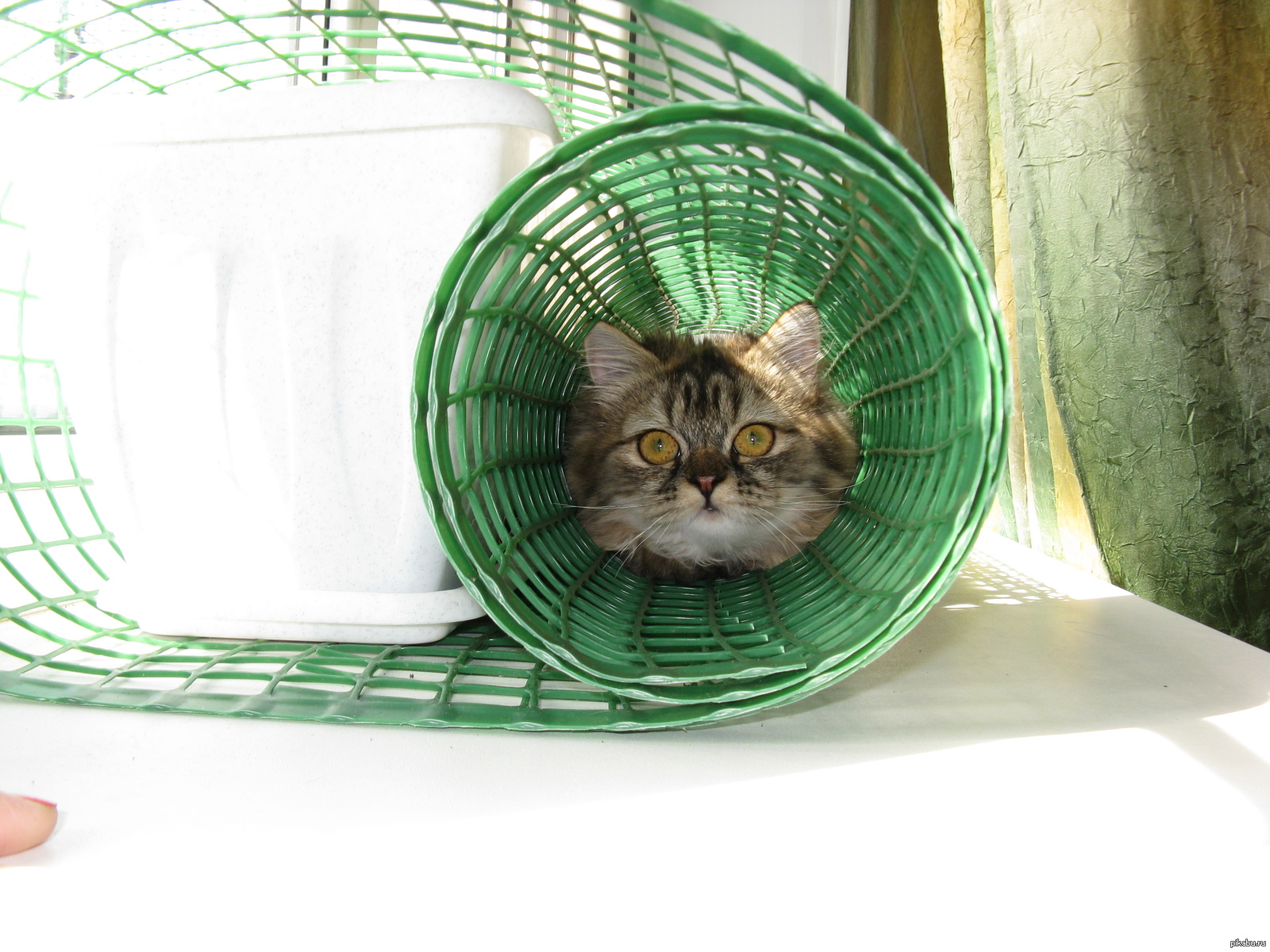 Которолл | Пикабу
