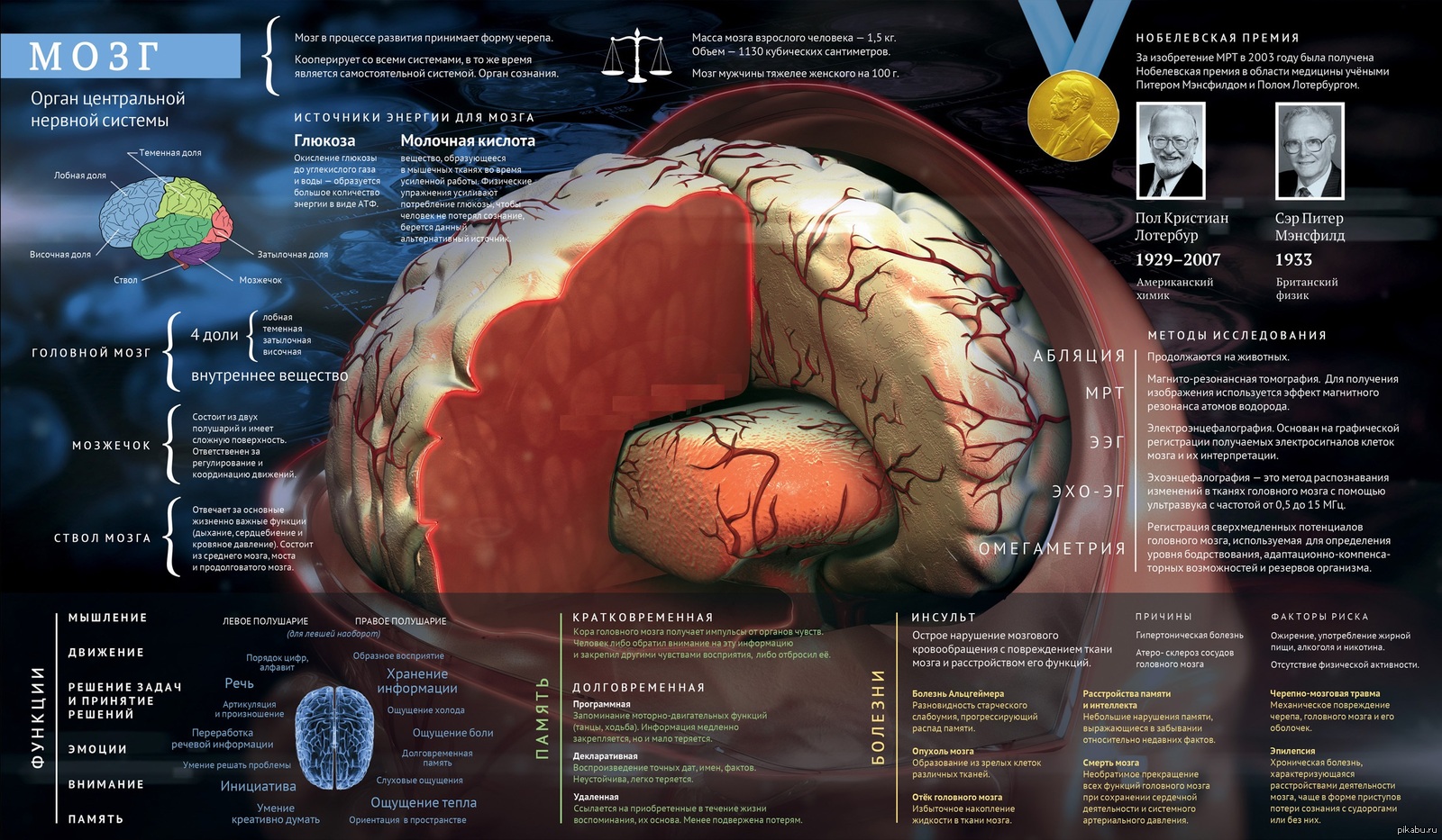 Мозг человека используется на процентов. Головной мозг инфографика. Инфографика человеческого мозга. Мозг инфографика анатомия. Мозг человека анатомия и физиология.