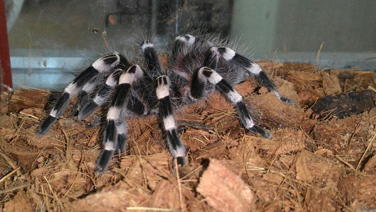 My new friend Acanthoscurria geniculata named Vasilich. - My, Spider, Bird spiders, Acantoscuria geniculata