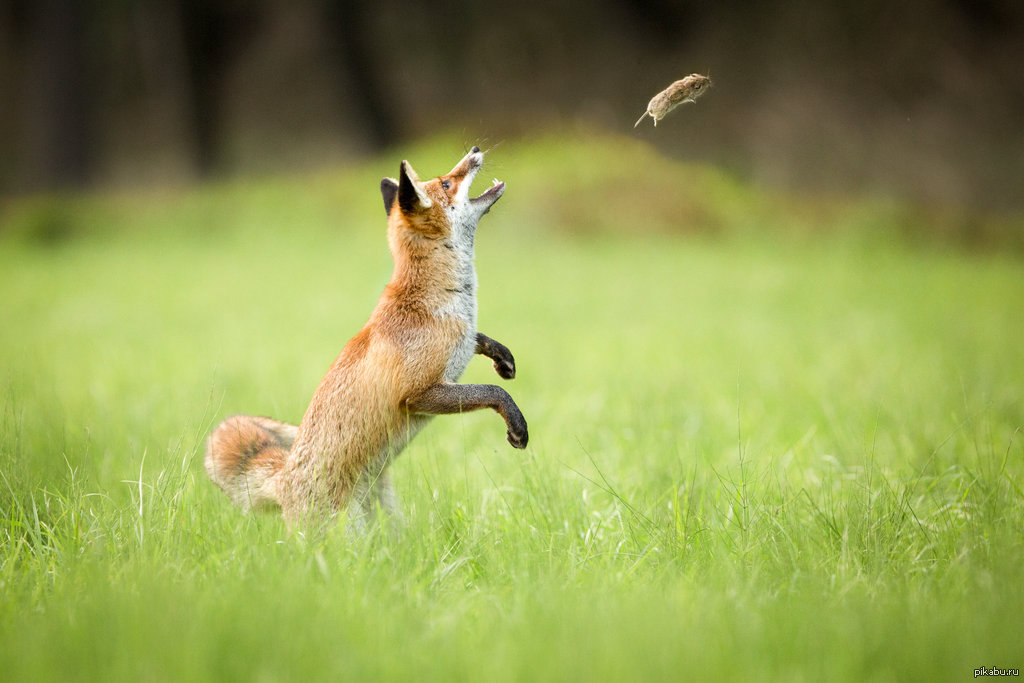 Лисица охотится. Лиса. Лиса охотится. Лиса в прыжке. Лисы охотятся.