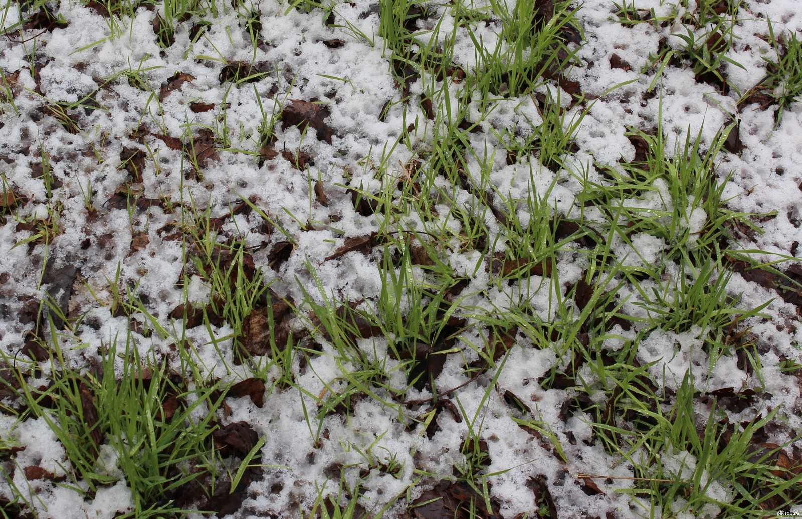 Текстура травы со снегом