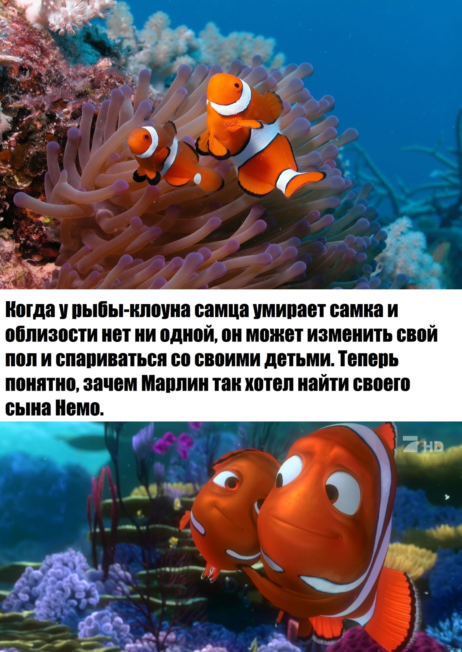 Рыба меняет пол на противоположный. Факты о рыбе клоуне. Рыба клоун доклад. Рыба-клоун интересные факты. Интересные сведения о рыбах.