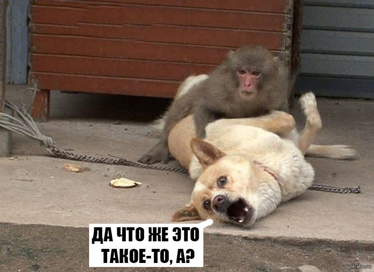 Были люди как люди и вдруг все стали кретины. То де самое но с перламутровыми пуговицами. Таксист из брат 2. Житие мое пес смердящий. Таксист из брата парадокс.