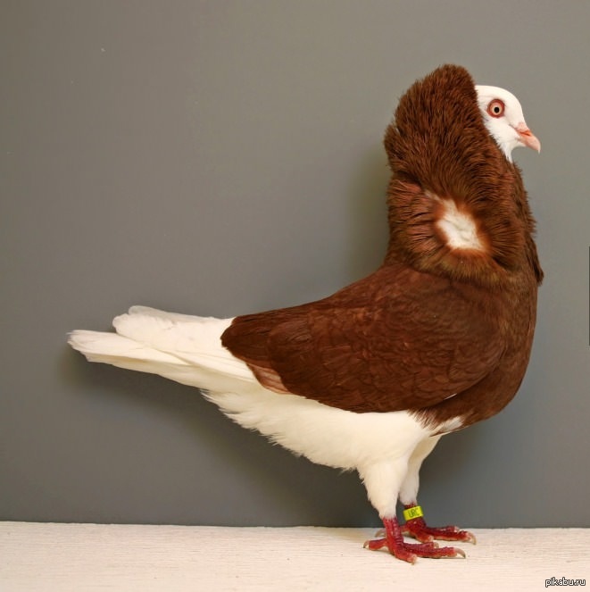 Прикольный голубь | Пикабу