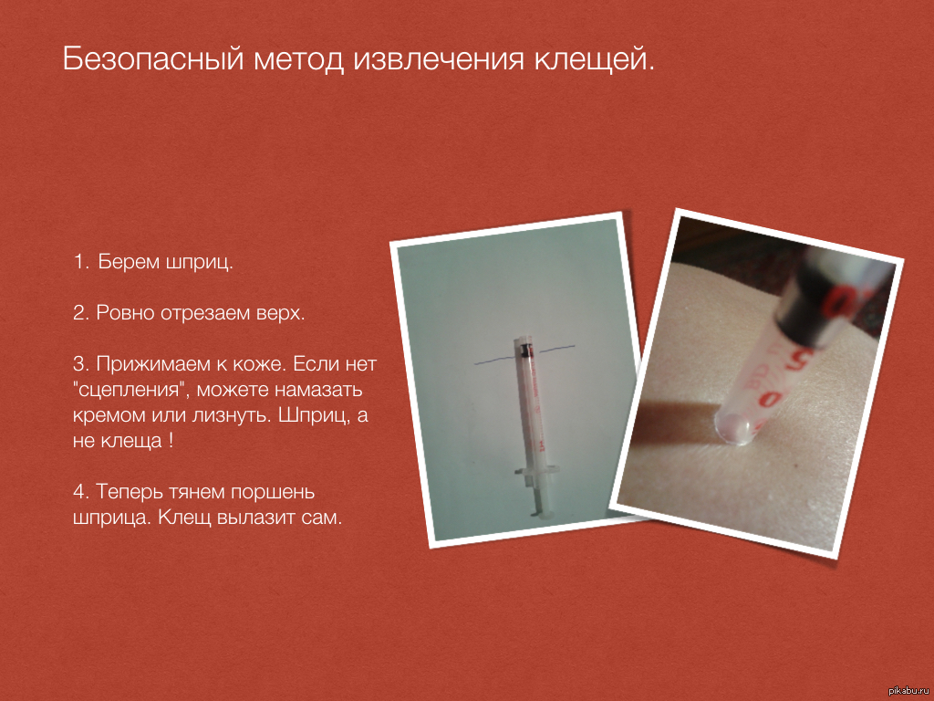 Безопасный метод извлечения клещей. | Пикабу