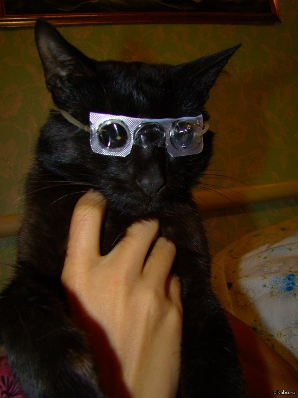 Кот в черных очках
