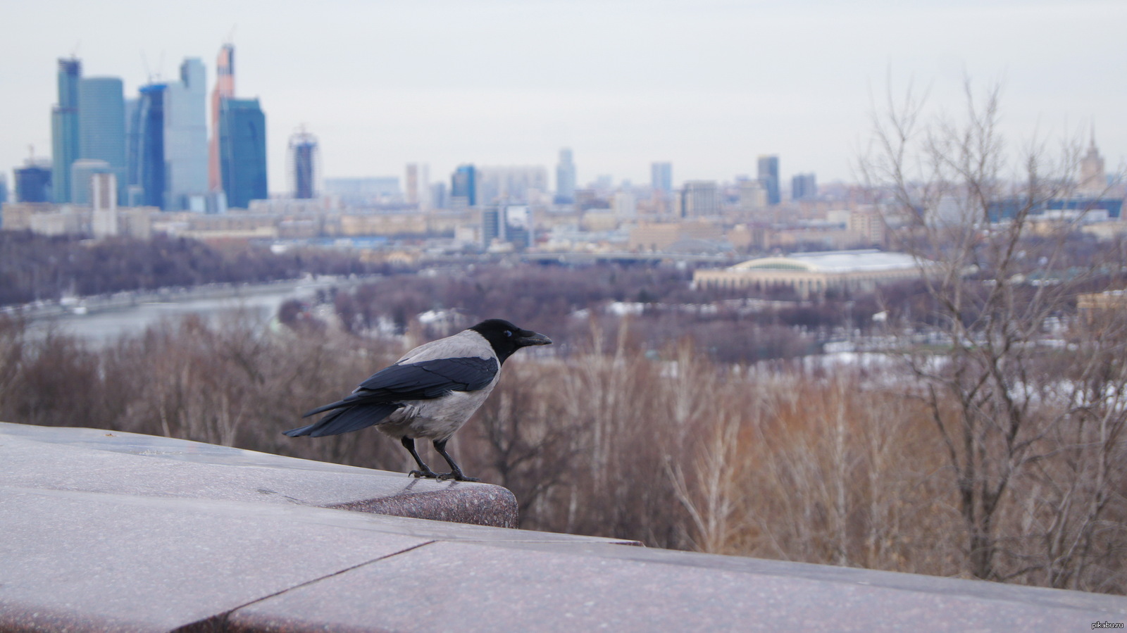 вороны в москве