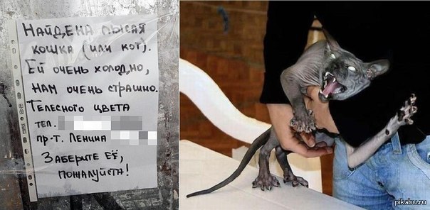 не мое | Пикабу