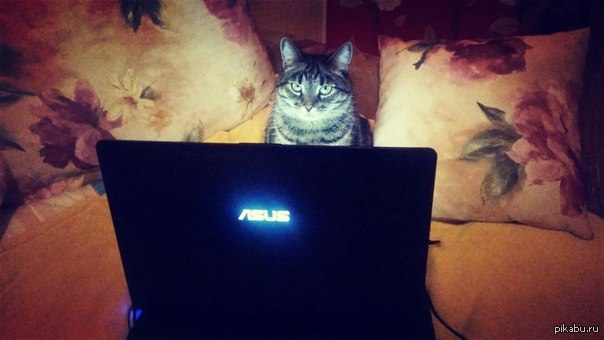 Помешал кот. Кошки мешают делать уроки. Помешал кот. Заинтересованный котик. Котик требует внимания.