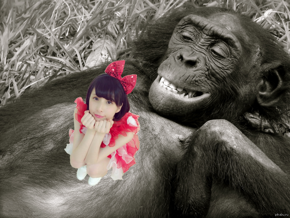 Шимпанзе девушку