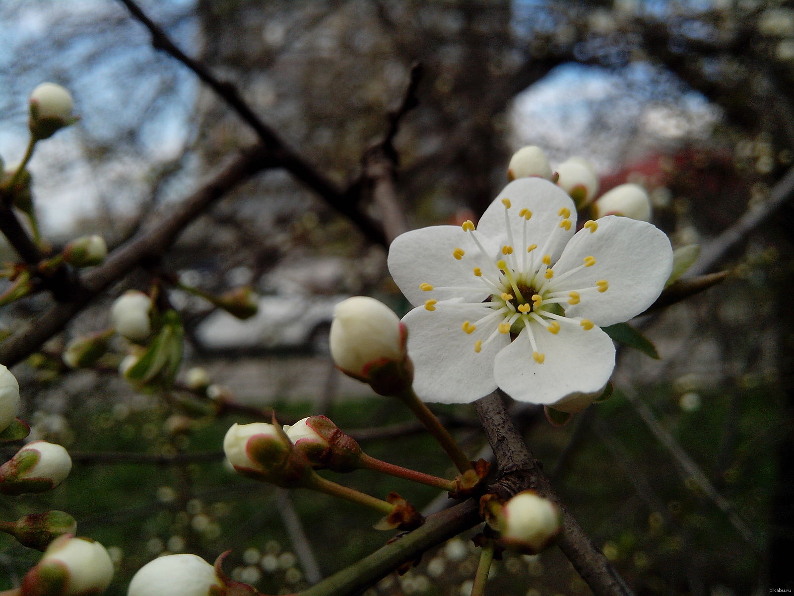 Apple blossom - My, Apple tree, Spring, Bloom, The photo