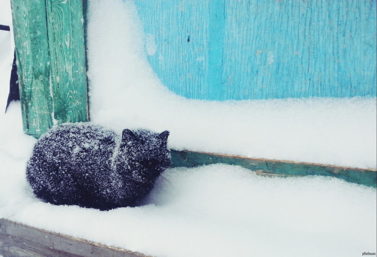 Бездомный кот зимой