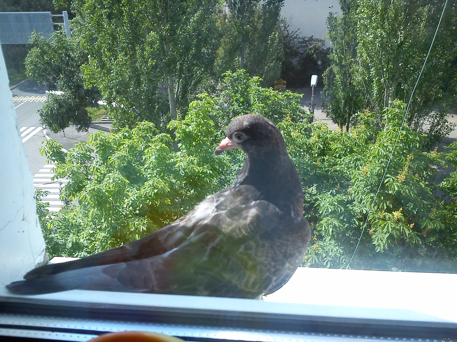 голубь садится на карниз окна примета