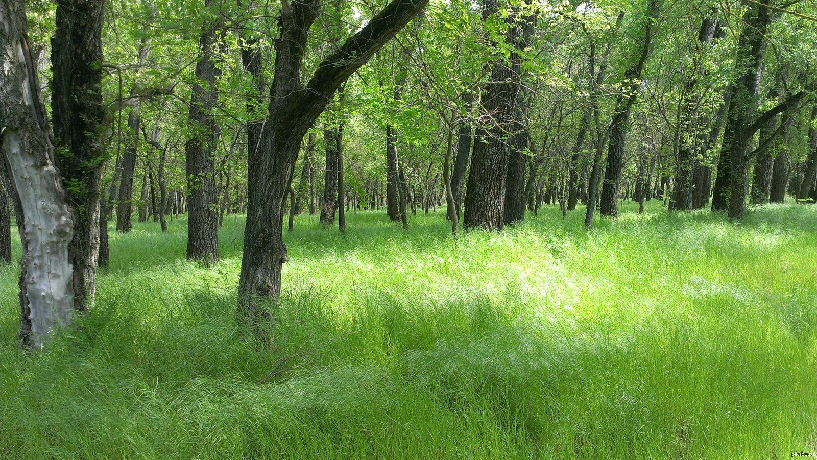 Кумженская роща лес