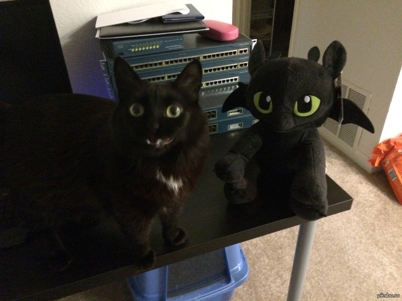 Кот дремот в реальной жизни. Смешные коты в реальной жизни. Котики похожие на вещи. Черный кот в реальной жизни. Кот бизкбик.
