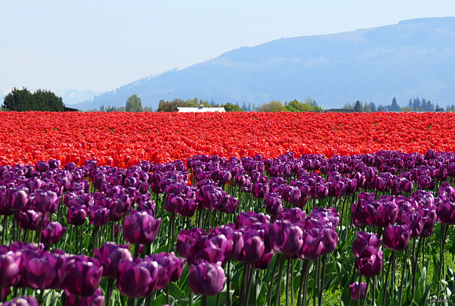 ферма тюльпанов. амстердам тюльпаны плантации. редкие тюльпаны ферма. кёкенхоф нидерланды цветочные поля. сша орегон ферма тюльпанов.