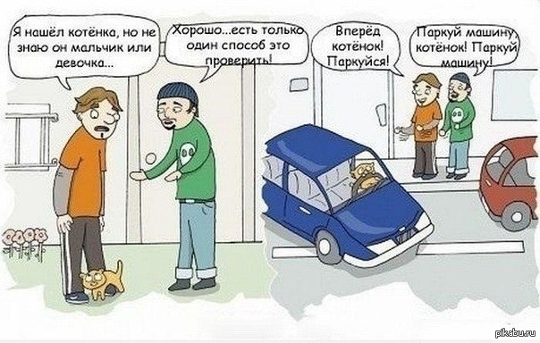 Как определить пол котенка | Пикабу