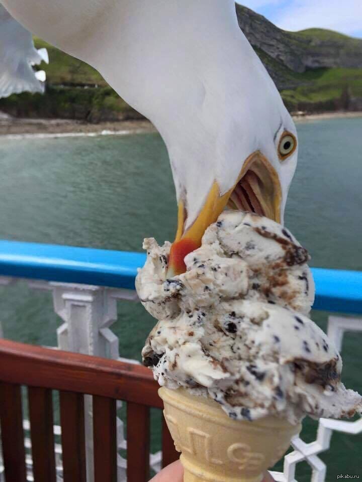 Seagulls Laxative Prank