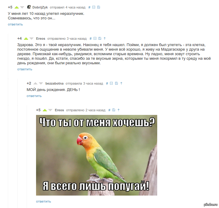 Comments on the post about the missing lovebird are encouraging. - A parrot, , Comments, Comments on Peekaboo, Return of the prodigal parrot