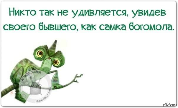 Не удивлена. Самка богомола была удивлена увидев своего бывшего. Самка богомола увидела своего. Самка богомола удивилась. Самка Богомолова удивилась.