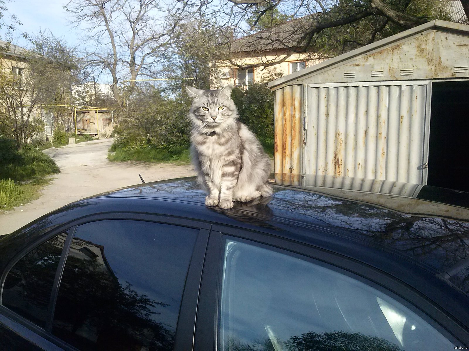 Severe Sevastopol cat - My, cat, cat in the car