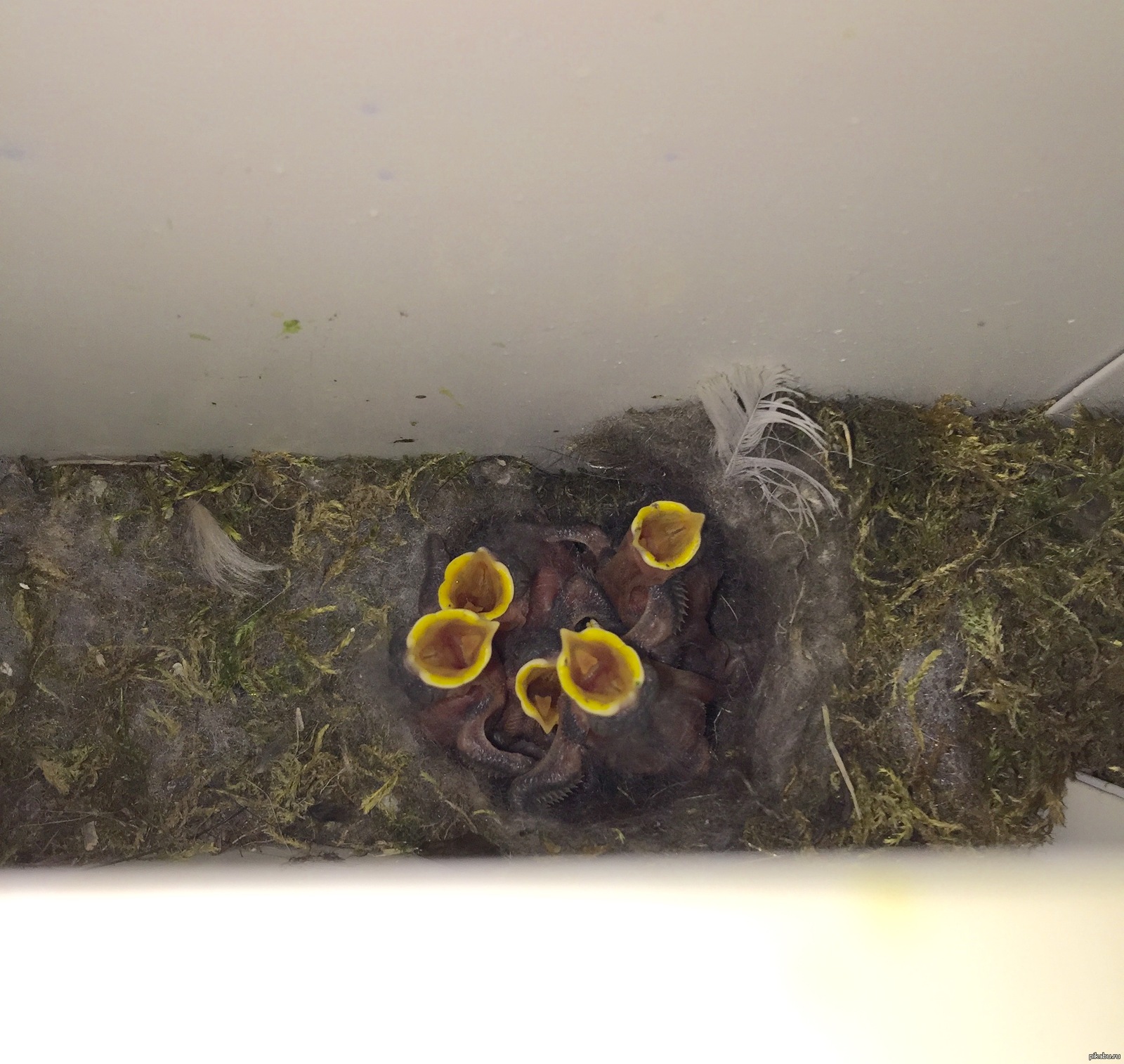 Поселились в почтовом ящике :) | Пикабу