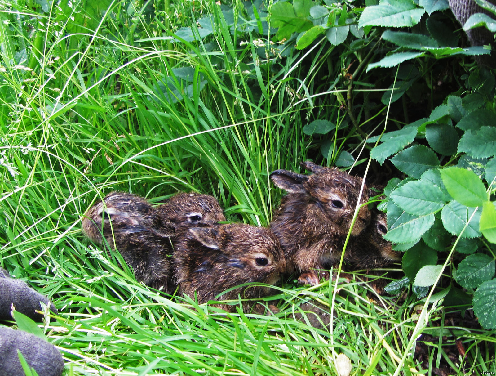 Зайчонок родившийся весной. Детеныш зайца. Зайчиха с зайчонком. Заячье гнездо.