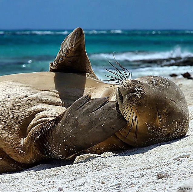 Backpage Seal Beach