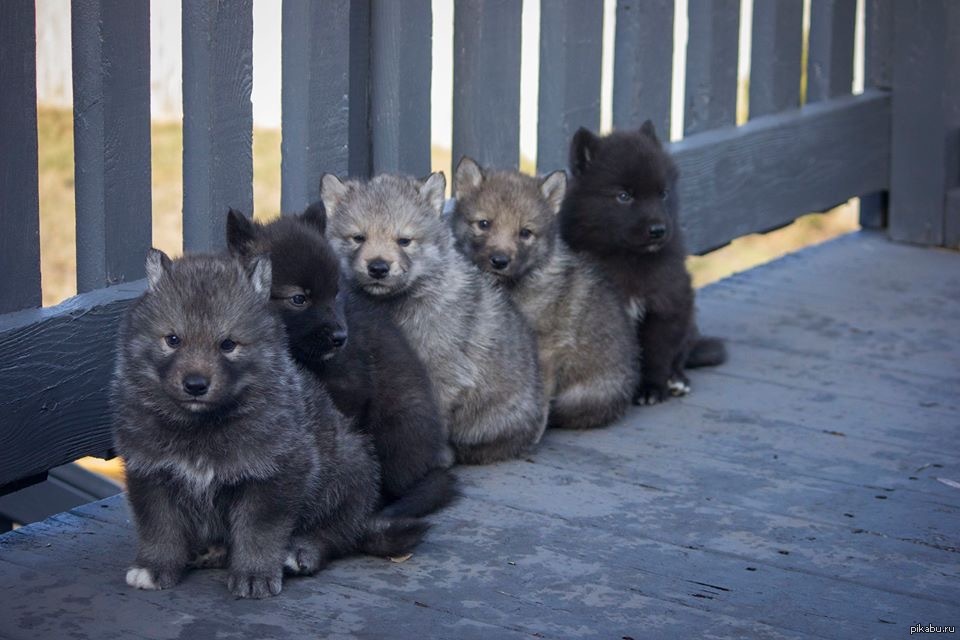 Смесь Хаски И Волка Фото