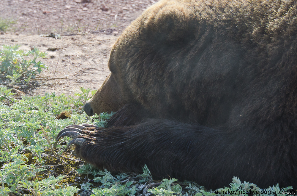 Маникюр с медведем. Bear_21s.