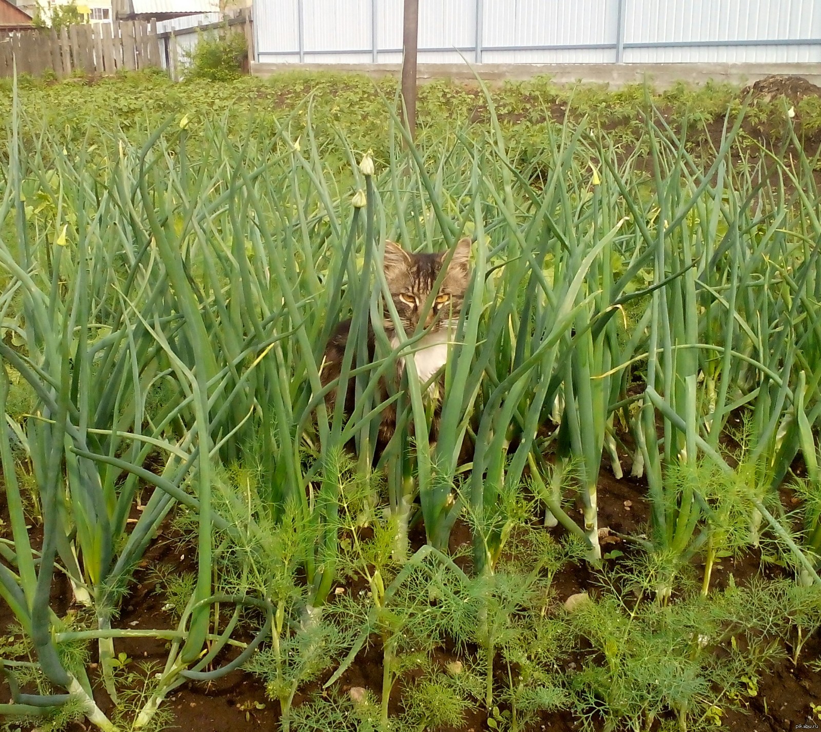 Кот на огороде картинки