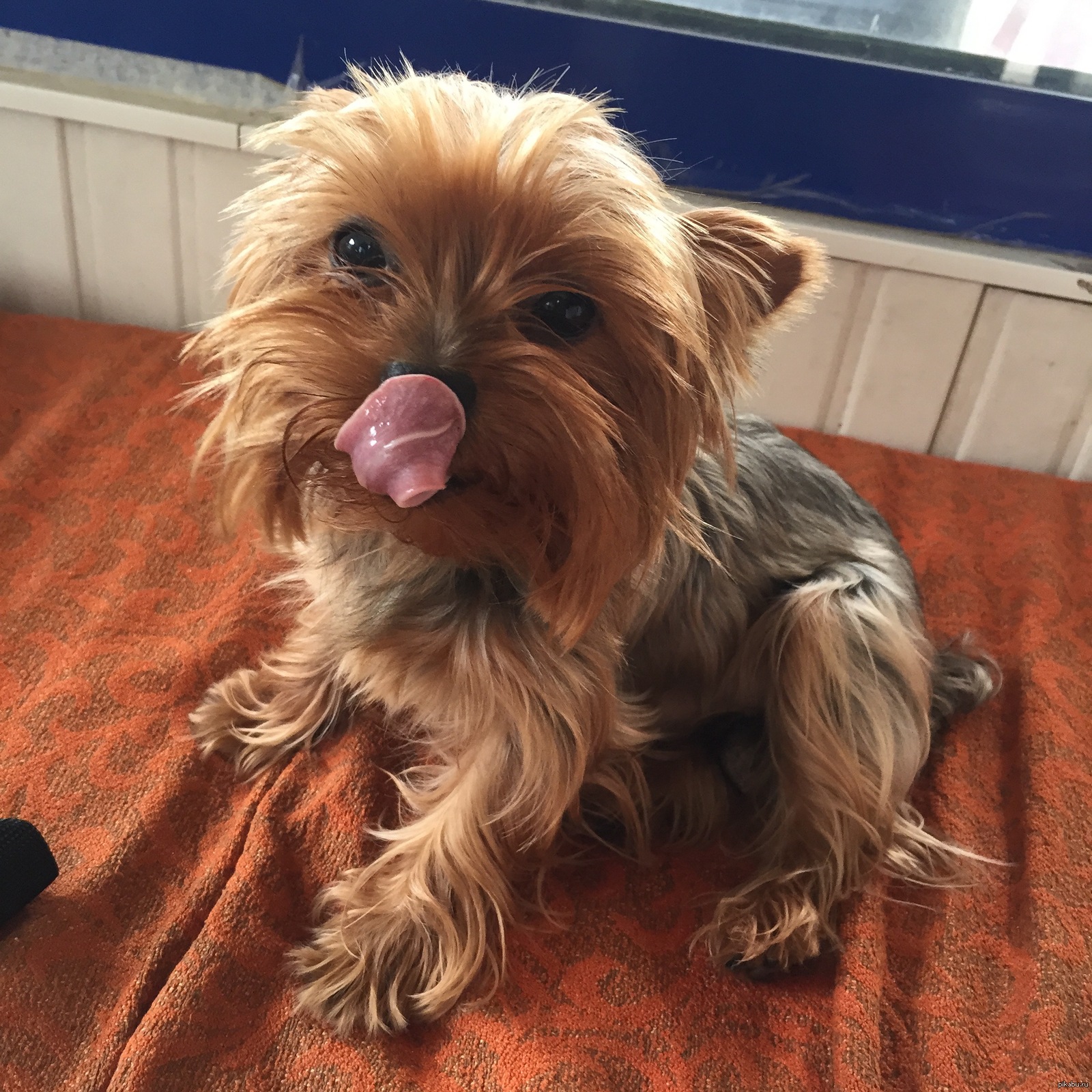 Yorkshire Terrier Semyon - My, Milota, Dog, Yorkshire Terrier