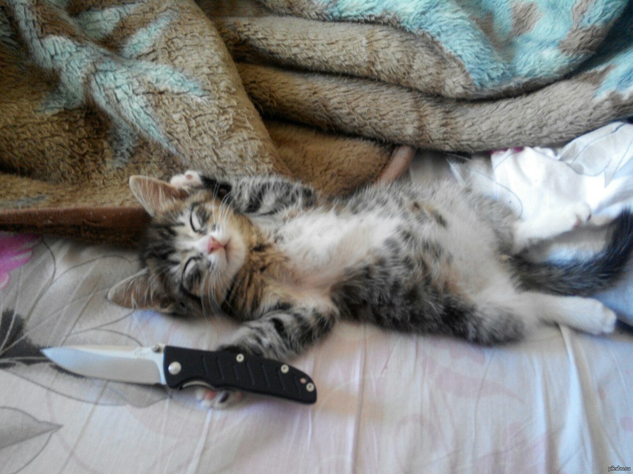 Кот угрожает. Кот с ножом. Котенок с ножом. Коты с ножами. Котик с ножиком.