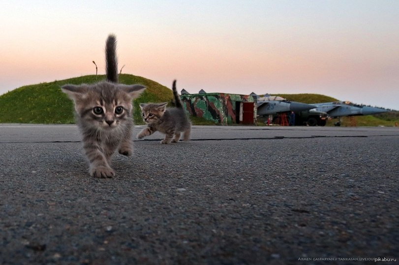 Банда :) - Кот, Самолет, Банда