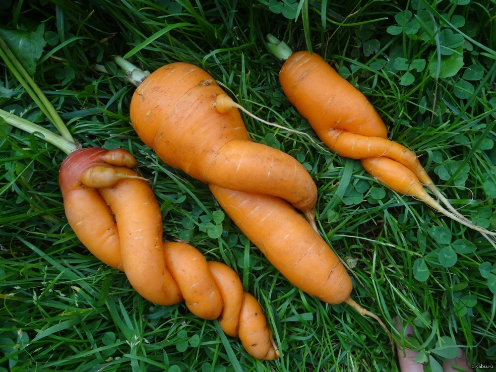 Включи морковь про новый. Морковь. Морковь Pro. Урожай моркови прикольные. Видео морковь про.