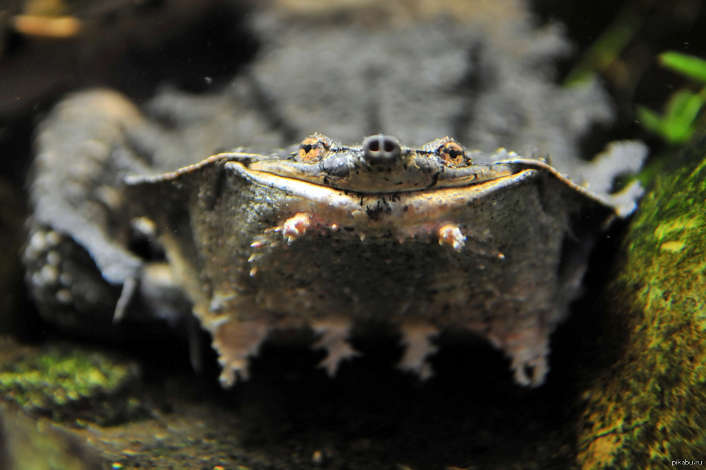 Мата самая. Бахромчатая черепаха Матамата. Chelus fimbriatus. Chelus fimbriatus бахромчатая черепаха. Черепаха-гигант Матамата.