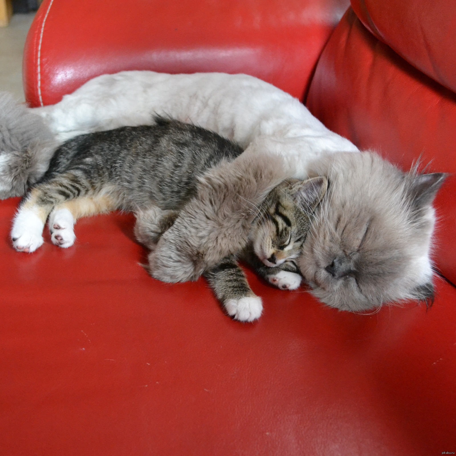 Пушистые котята спят. Спящие котята. Кошка с котятами. Спящий пушистый котенок.