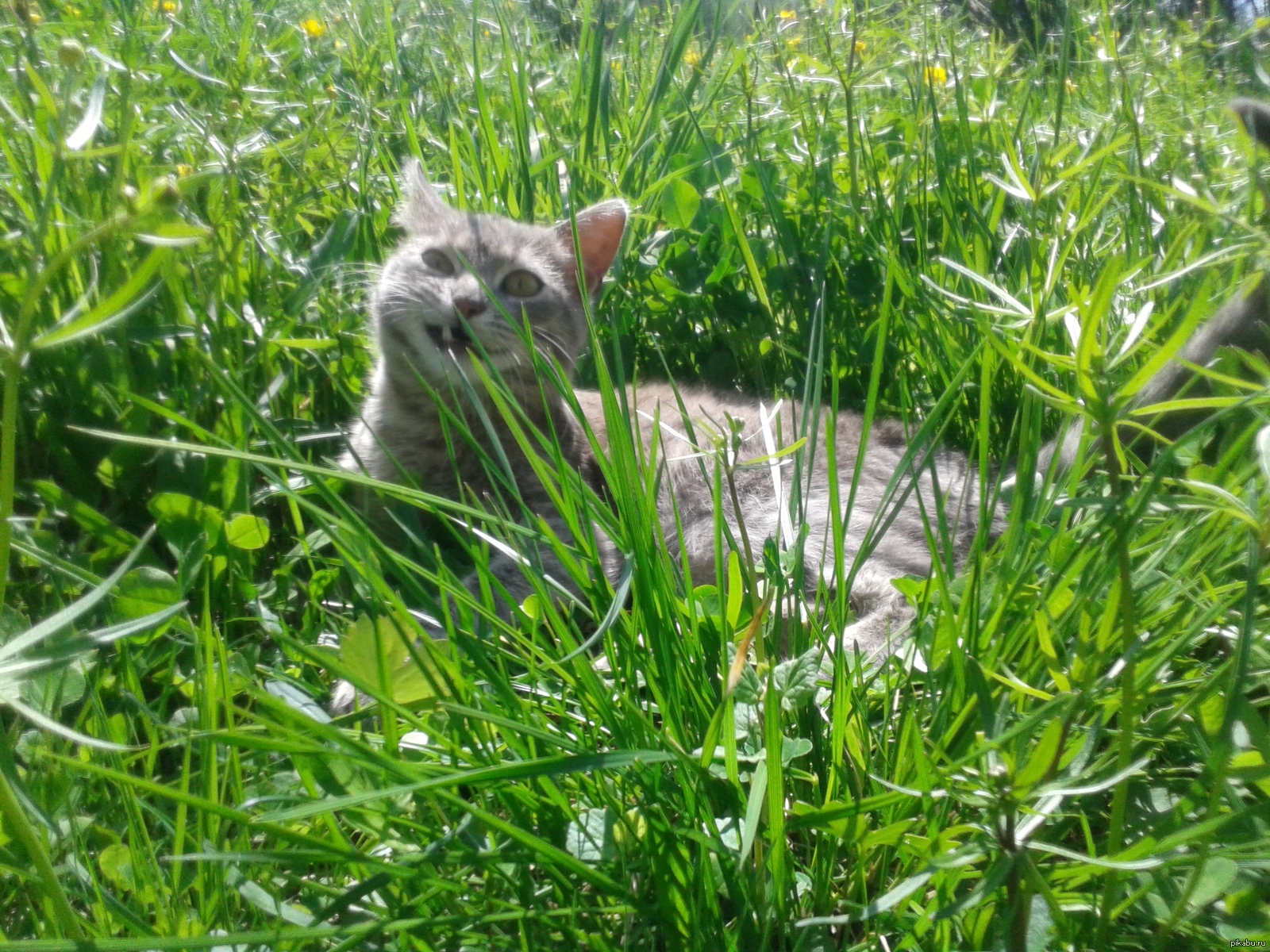 котейка | Пикабу