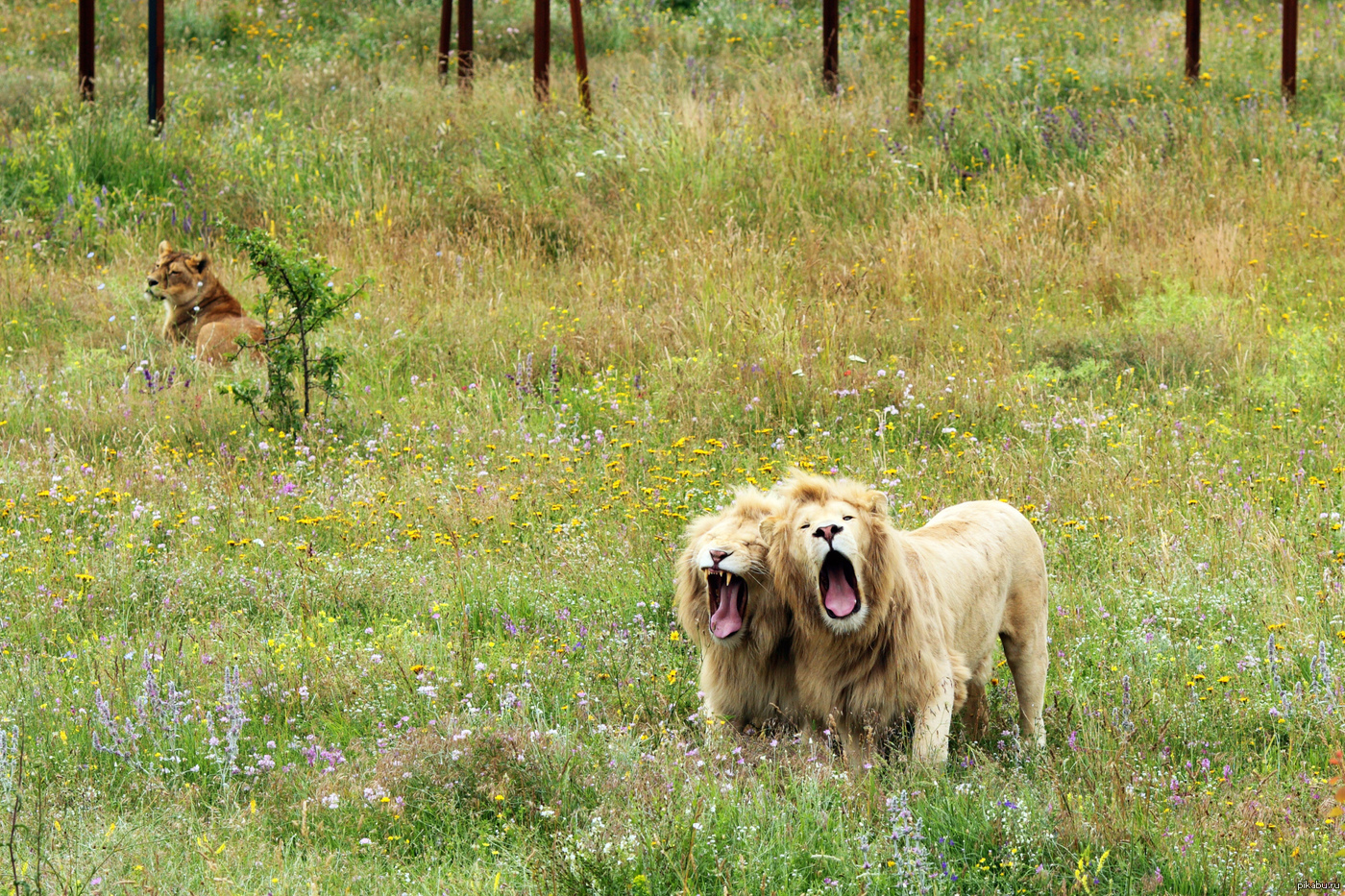 Тайган львы фото